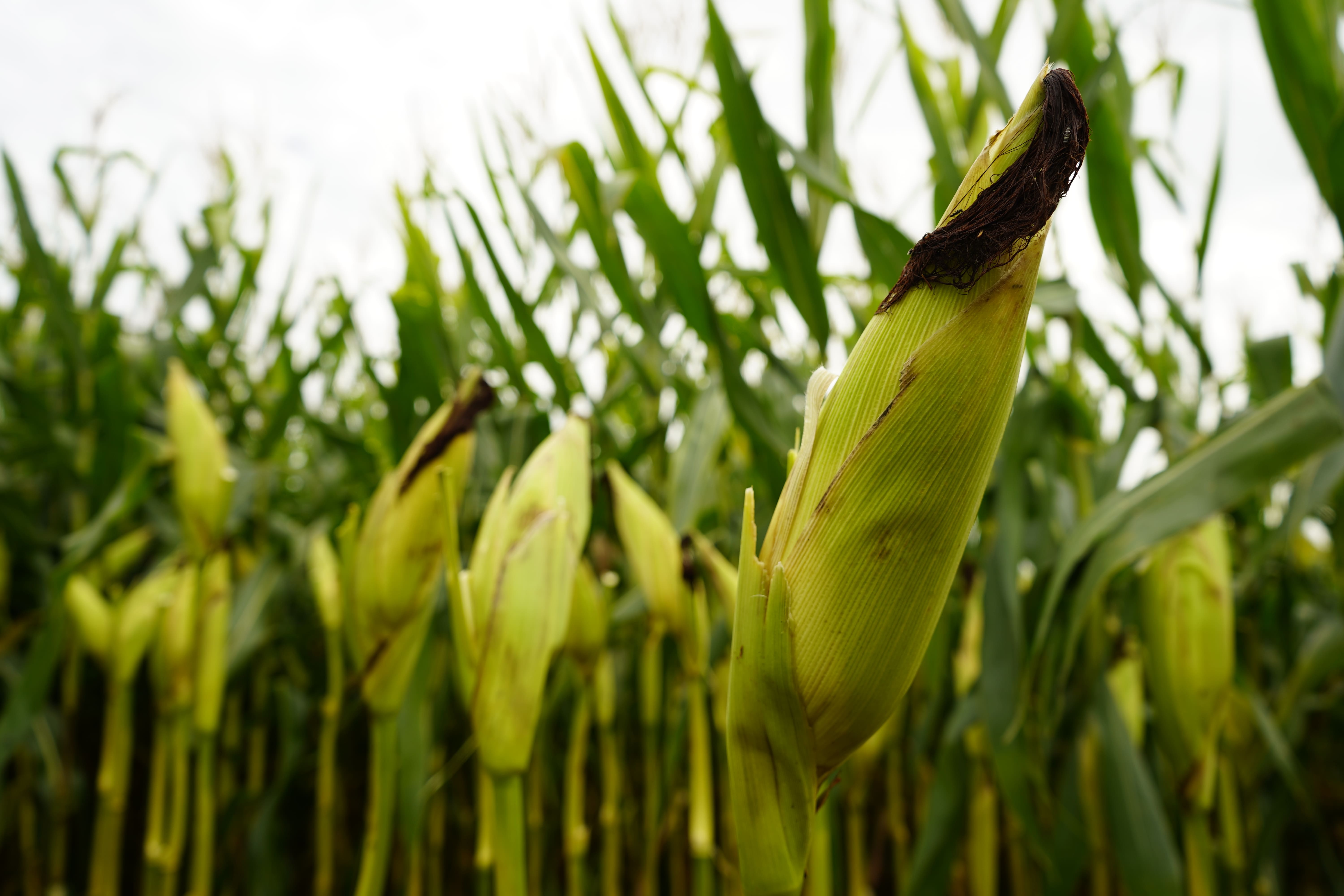 1° Dia de Campo - Foto 5