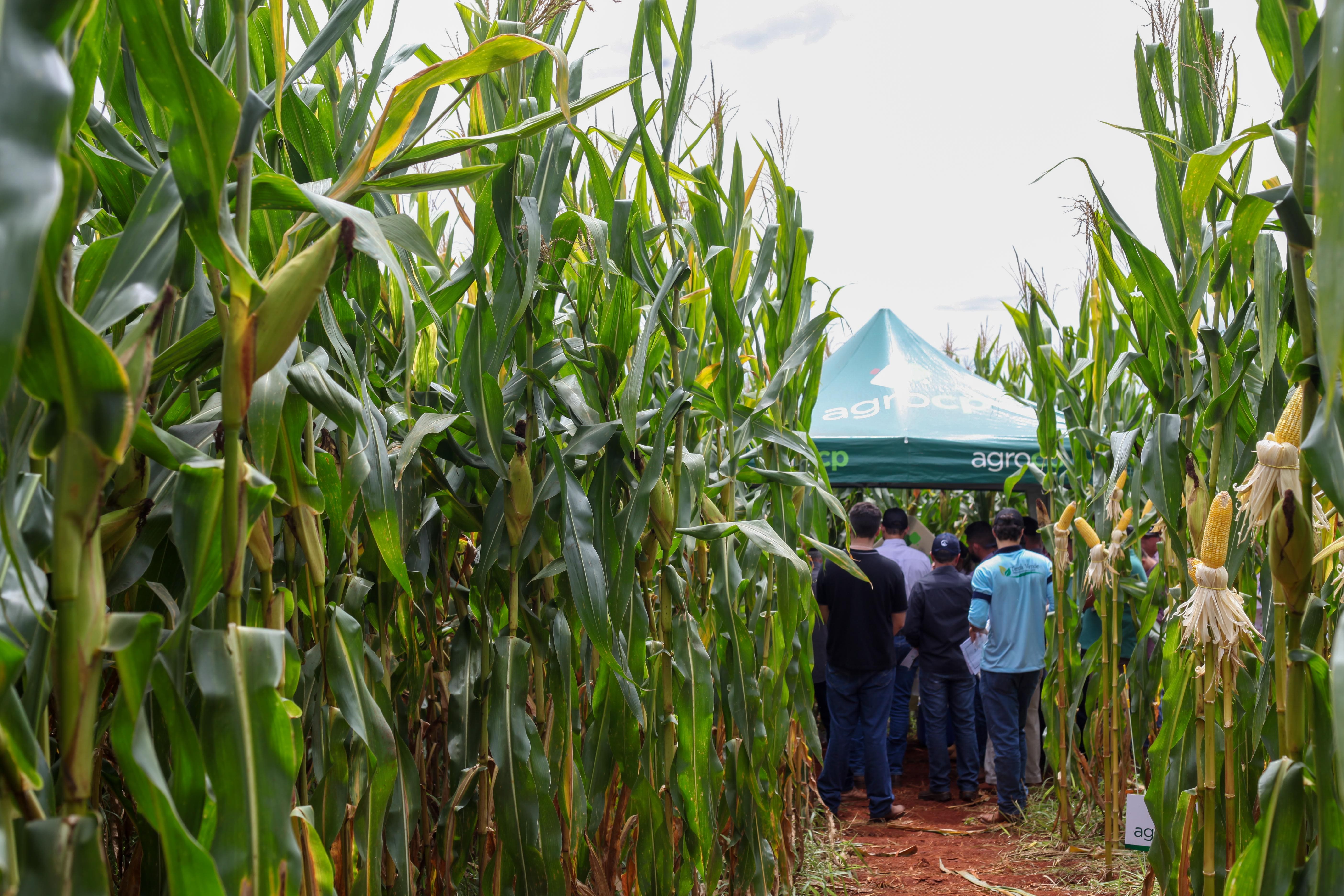 1° Dia de Campo - Foto 37